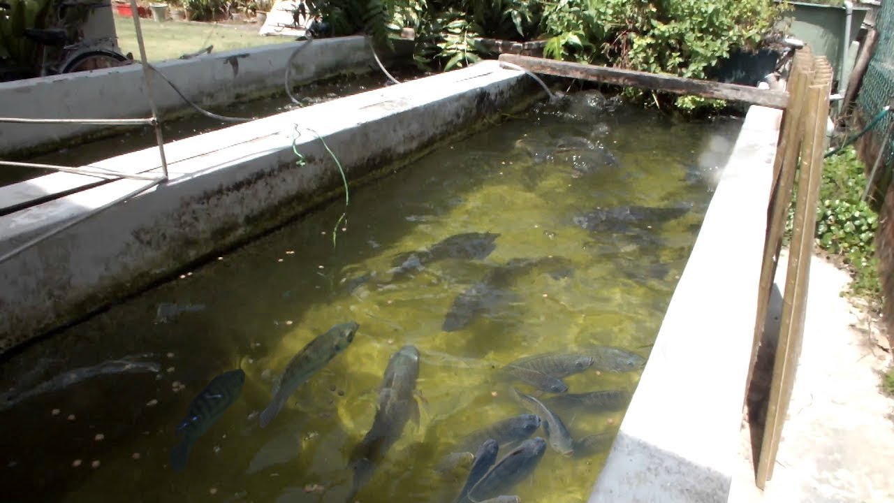 3 Cara Mengelola Budidaya Kolam Peternakan Nila