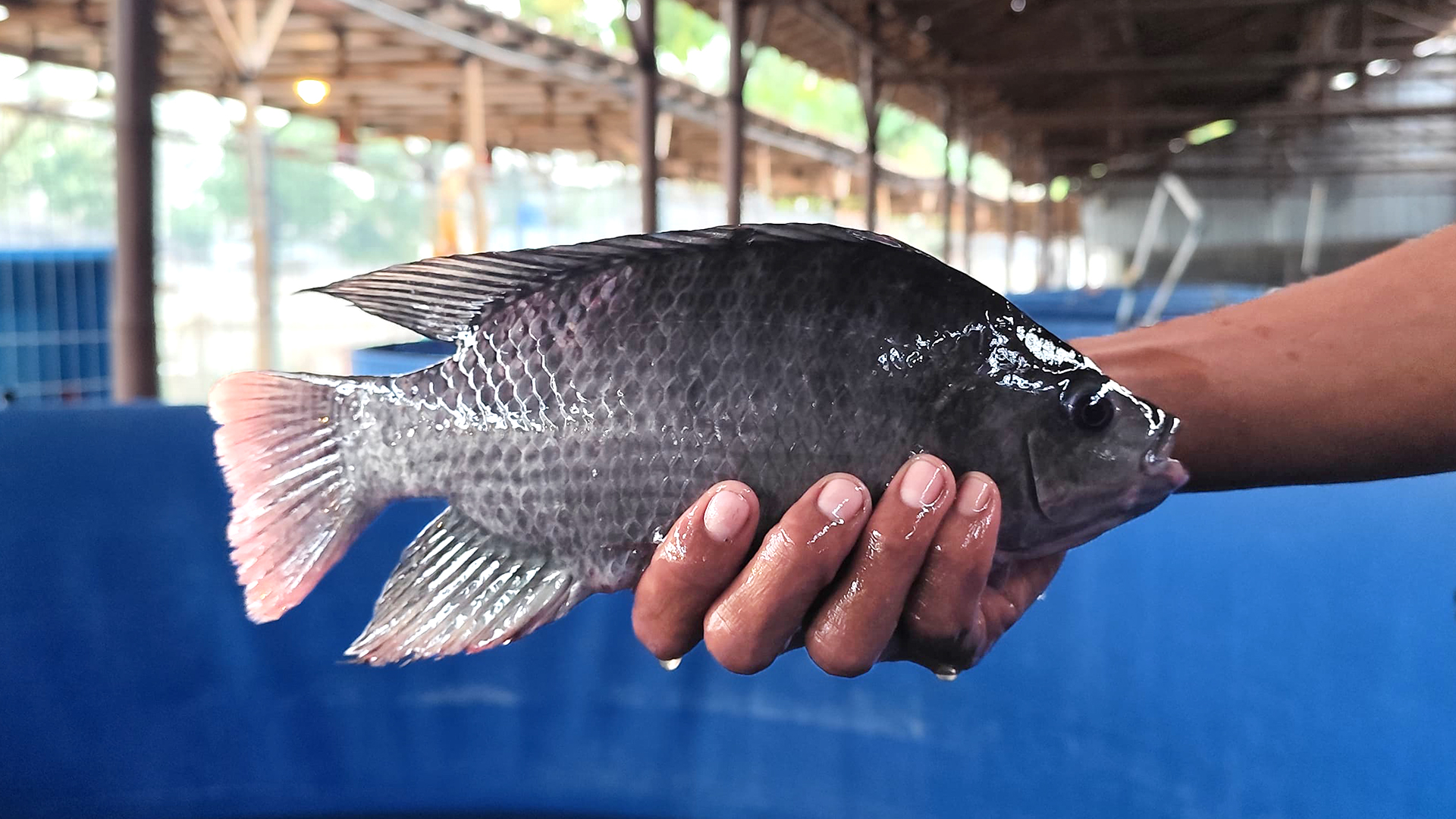 Mengenal Ciri-Ciri Ikan Nila Hitam di Pemancingan Terbaik Tangerang