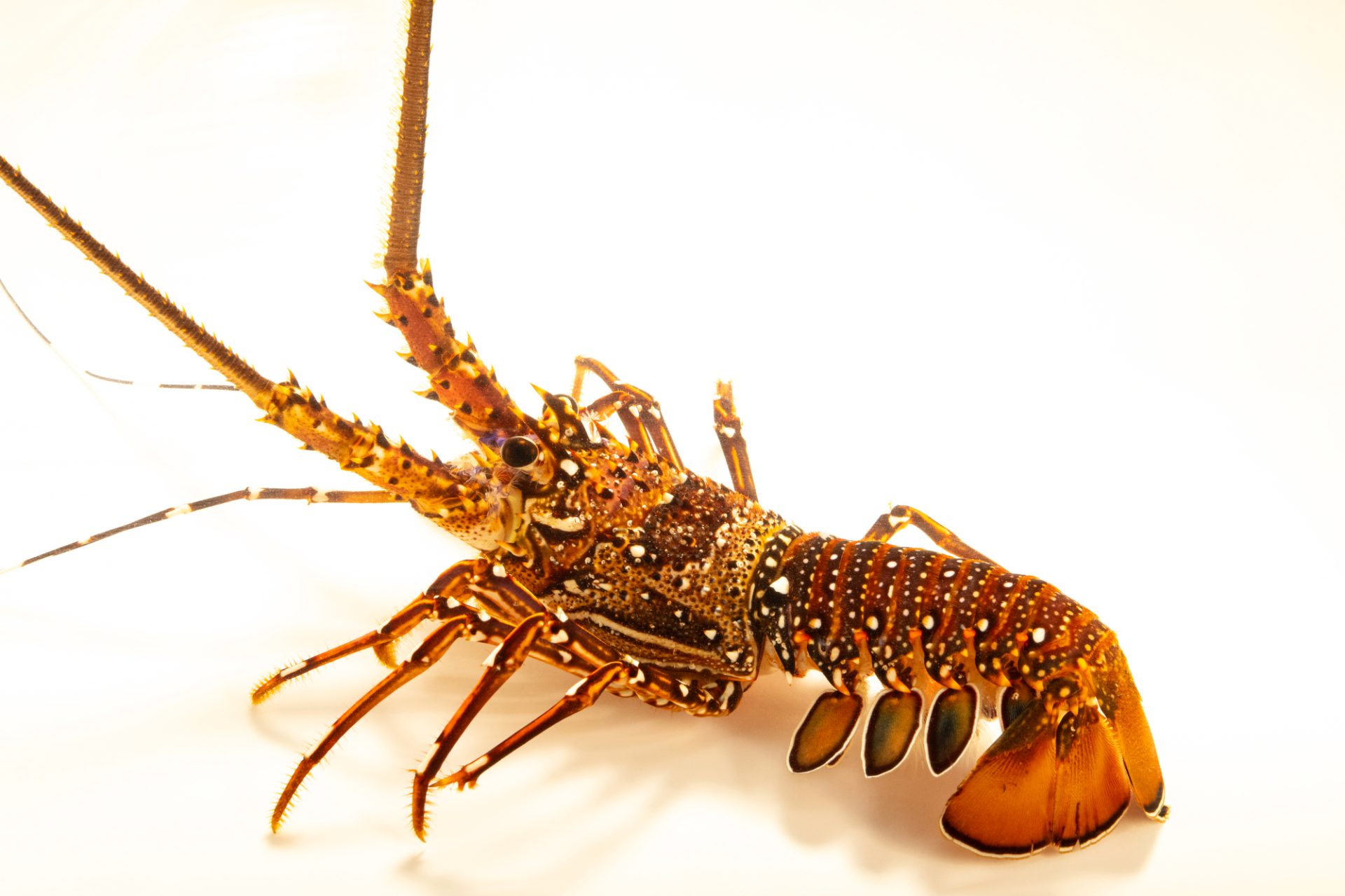 Export Long Legged Spinny Lobster Indonesia